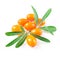 Sea buckthorn berries isolated on the white