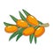 Sea buckthorn berries. Several orange berries and leaves on a branch