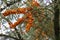 Sea buckthorn berries on the thorny branches of shrubs