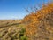 Sea buckthorn berries in winter. Aberlady Bay Local Nature Reserve