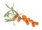 Sea buckthorn branch with berries isolated on white background. Hippophae rhamnoides