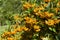 Sea buckthorn branch, close-up (Hippophae rhamnoides)