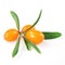 Sea buckthorn branch isolated on the white