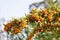 Sea buckthorn branch on a table