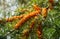 Sea buckthorn branches strewn with orange berries in the garden