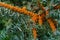 Sea buckthorn branches strewn with orange berries in the garden