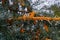 Sea buckthorn branches strewn with orange berries in the garden