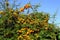 Sea buckthorn bush