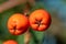 A sea buckthorn bush with orange berries close-up