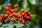 A sea buckthorn bush with orange berries close-up