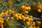 A Sea buckthorn bush with yellow berries close-up