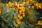 A Sea buckthorn bush with yellow berries close-up