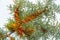 Sea buckthorn. Different parts of sea buckthorn have been used as folk medicine, Berry oil, either taken orally as a dietary