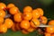 Sea buckthorn. Different parts of sea buckthorn have been used as folk medicine, Berry oil, either taken orally as a dietary