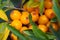 Sea buckthorn. Different parts of sea buckthorn have been used as folk medicine, Berry oil, either taken orally as a dietary