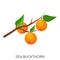Sea Buckthorn flat icon isolated on white background. Healthy fruit. Eco delicious food.
