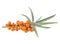 Sea buckthorn - Fresh ripe berry with green leaves on branch isolated on white background
