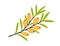 Sea buckthorn growing on tree branch with leaf. Fresh seabuckthorn and leaves. Plant with yellow berries. Garden food