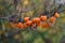 Sea buckthorn growing on a tree close up. Hippophae rhamnoides. Sea buckthorn organic berries background. Medical plant