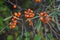 Sea buckthorn growing on a tree close up. Hippophae rhamnoides. Sea buckthorn organic berries background. Medical plant