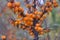 Sea buckthorn growing on a tree close up. Hippophae rhamnoides. Sea buckthorn organic berries background. Medical plant