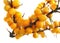 Sea buckthorn, Hippophae rhamnoides