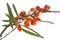 Sea buckthorn (Hippophae rhamnoides)