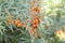 Sea-buckthorn, Hippophae rhamnoides, orange berries