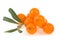 Sea buckthorn isolated