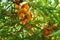 Sea buckthorn orange berries a lot of green branch strong peculiar smell traditional medicine