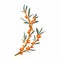 Sea buckthorn plant. Branch of a tree with fruits and leaves.