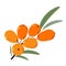 Sea-buckthorn. Ripe juicy Berries with Green Leaves. Sea Buckthorn for jam and dessert. Flat style. Vector Illustration