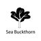 sea buckthorn tree illustration. Element of plant icon for mobile concept and web apps. Detailed sea buckthorn tree illustration c
