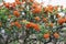 Sea buckthorn tree with ripen fruits