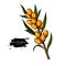 Sea buckthorn vector drawing. Isolated berry branch on white bac