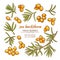 Sea buckthorn vector set