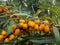 Sea buckthorns, sandthorn or seaberry producing orange-yellow berries on tree branches in autumn. Ripe berries of sea-