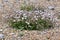 Sea Campion - Silene uniflora - Cley Marshes Norfolk Wildlife Trust, England, UK