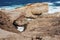 Sea Cliffs at Cape Kiwanda