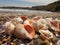 Sea coast. Beautiful seashells. Rapa.