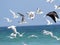 sea coast of southern Oman are large flocks of various species of water birds