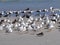 On the sea coast of southern Oman are large flocks of various species of water birds