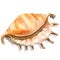 Sea cockleshell, shell closeup isolated, watercolor illustration on white