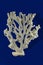 Sea coral