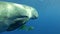 Sea Cow, Dugong dugon accompanied by two fish Golden Trevally, Gnathanodon speciosus sleeps and slowly swim under surface t