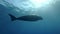 Sea Cow, Dugong dugon slowly swims in the blue water in the morning sunrays.