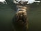 Sea cow or manatee or dugong swim in crystal clear fresh water with clouds on top background and do breath