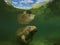 Sea cow or manatee or dugong swim in crystal clear fresh water with her reflection in surface