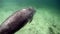 Sea cow manatee underwater in Crystal River.