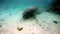 Sea cow manatee underwater in Crystal River.